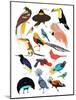 Birds of Paradise-Hanna Melin-Mounted Giclee Print