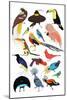 Birds of Paradise-Hanna Melin-Mounted Art Print