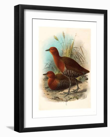 Birds of Philippines, Color Lithograph-null-Framed Giclee Print