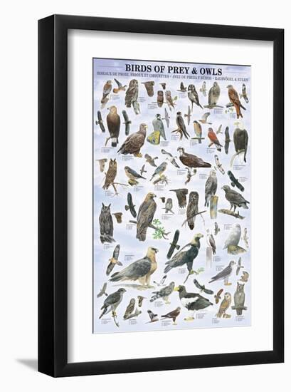 Birds of Prey and Owls-null-Framed Premium Giclee Print