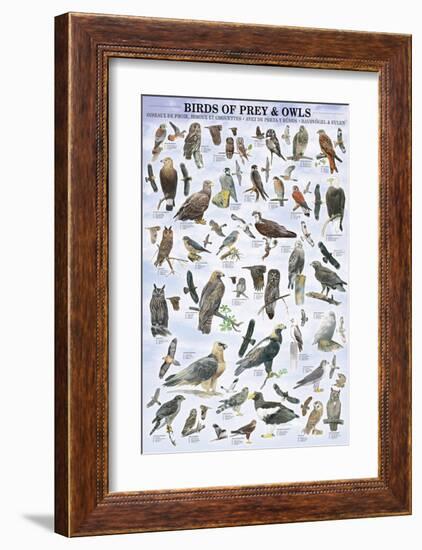 Birds of Prey and Owls-null-Framed Premium Giclee Print