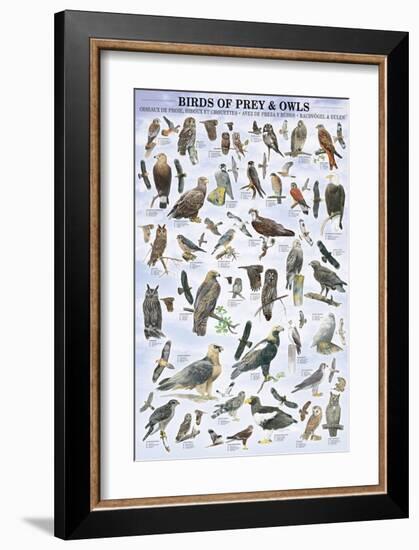 Birds of Prey and Owls-null-Framed Premium Giclee Print