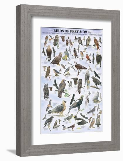 Birds of Prey and Owls-null-Framed Premium Giclee Print