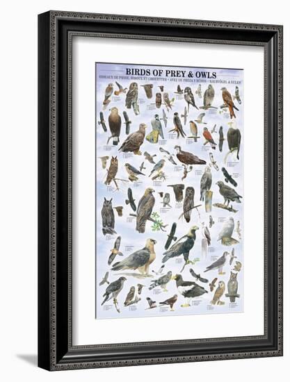 Birds of Prey and Owls-null-Framed Premium Giclee Print