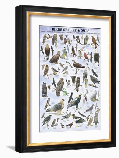 Birds of Prey and Owls-null-Framed Premium Giclee Print