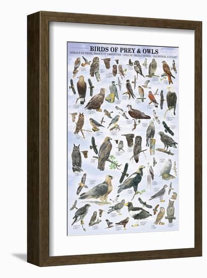 Birds of Prey and Owls-null-Framed Premium Giclee Print