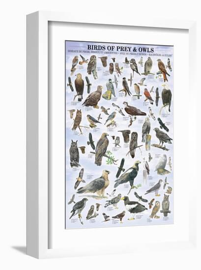Birds of Prey and Owls-null-Framed Premium Giclee Print