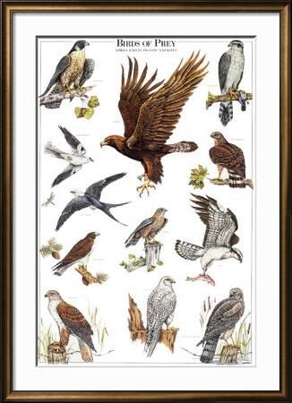 Avian Raptors Poster - the Birds of Prey: Hawk, Eagle, Buzzard, Falcon and  more.