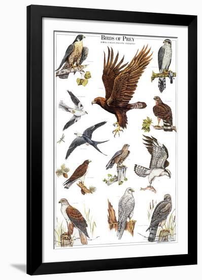 Birds of Prey II-null-Framed Art Print