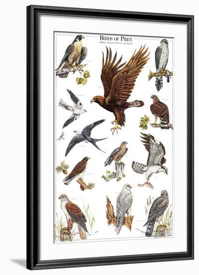 Birds of Prey II-null-Framed Art Print