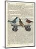 Birds on a Skateboard-Marion Mcconaghie-Mounted Art Print
