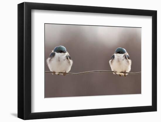 Birds on a Wire-Lucie Gagnon-Framed Photographic Print