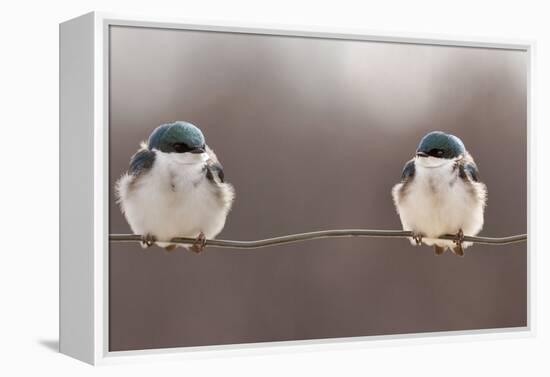Birds on a Wire-Lucie Gagnon-Framed Premier Image Canvas