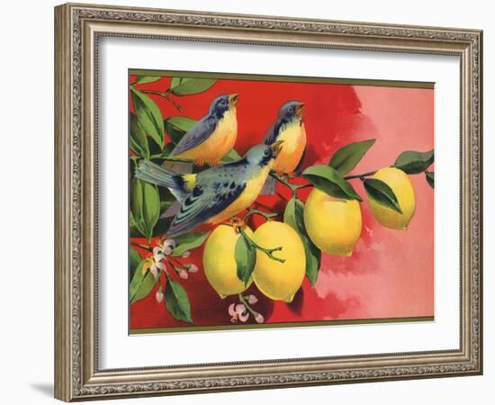 Birds on Lemon Branch - Citrus Crate Label-Lantern Press-Framed Art Print