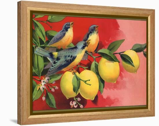 Birds on Lemon Branch - Citrus Crate Label-Lantern Press-Framed Stretched Canvas