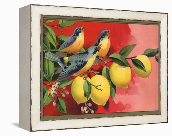 Birds on Lemon Branch - Citrus Crate Label-Lantern Press-Framed Stretched Canvas