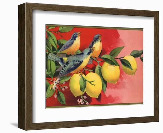 Birds on Lemon Branch - Citrus Crate Label-Lantern Press-Framed Premium Giclee Print