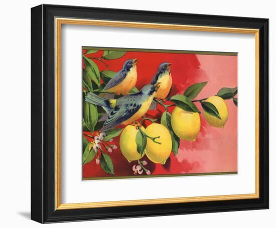 Birds on Lemon Branch - Citrus Crate Label-Lantern Press-Framed Premium Giclee Print