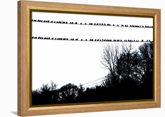 Birds on Telephone Wires-null-Framed Stretched Canvas