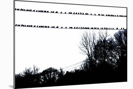 Birds on Telephone Wires-null-Mounted Photo