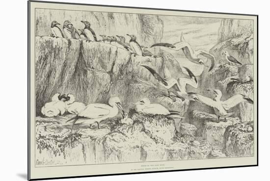 Birds on the Bass Rock, in the Natural History Museum, South Kensington-Samuel John Carter-Mounted Giclee Print