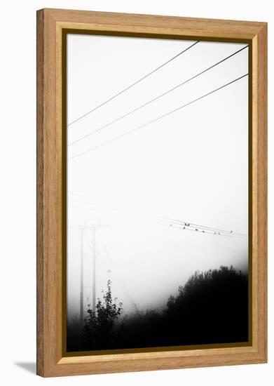 Birds On the Wire-Rory Garforth-Framed Premier Image Canvas