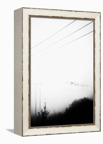 Birds On the Wire-Rory Garforth-Framed Premier Image Canvas