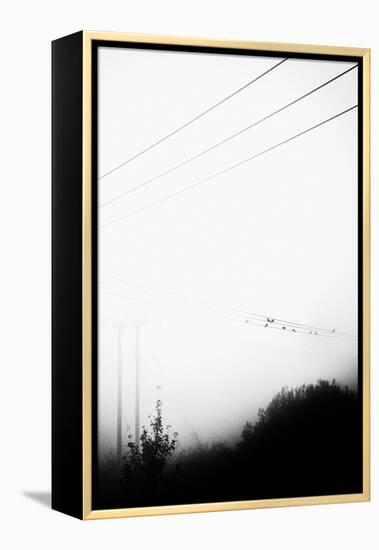 Birds On the Wire-Rory Garforth-Framed Premier Image Canvas