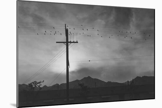 Birds on Wire, Evening-Ansel Adams-Mounted Art Print
