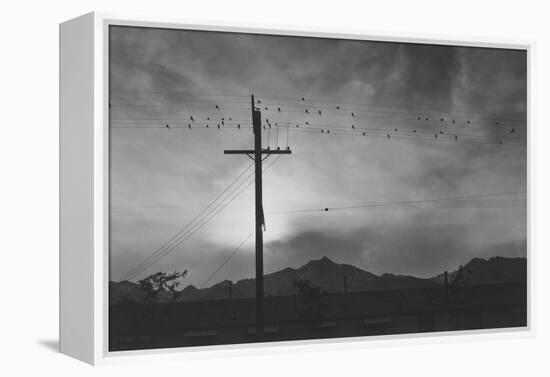 Birds on Wire, Evening-Ansel Adams-Framed Stretched Canvas