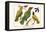 Birds, Oriole and Hummingbird-Albertus Seba-Framed Stretched Canvas