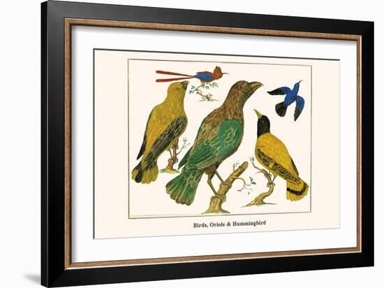 Birds, Oriole and Hummingbird-Albertus Seba-Framed Art Print