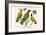Birds, Oriole and Hummingbird-Albertus Seba-Framed Art Print