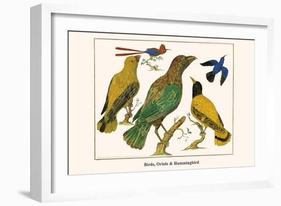 Birds, Oriole and Hummingbird-Albertus Seba-Framed Art Print