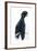 Birds, Passeriformes, Amazonian Umbrellabird, (Cephalopterus Ornatus)-null-Framed Giclee Print