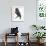 Birds, Passeriformes, Amazonian Umbrellabird, (Cephalopterus Ornatus)-null-Framed Giclee Print displayed on a wall