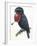 Birds, Passeriformes, Amazonian Umbrellabird, (Cephalopterus Ornatus)-null-Framed Giclee Print