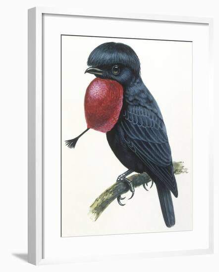 Birds, Passeriformes, Amazonian Umbrellabird, (Cephalopterus Ornatus)-null-Framed Giclee Print