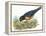 Birds: Passeriformes, American Robin (Turdus Migratorius) Catching Insects-null-Framed Premier Image Canvas