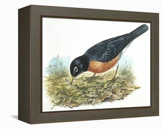 Birds: Passeriformes, American Robin (Turdus Migratorius) Catching Insects-null-Framed Premier Image Canvas