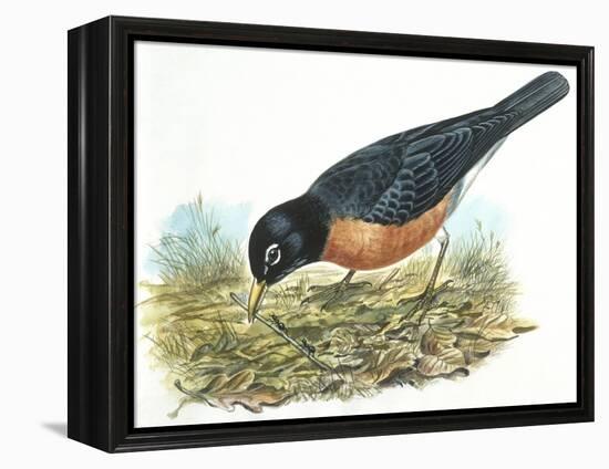 Birds: Passeriformes, American Robin (Turdus Migratorius) Catching Insects-null-Framed Premier Image Canvas