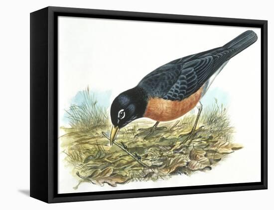 Birds: Passeriformes, American Robin (Turdus Migratorius) Catching Insects-null-Framed Premier Image Canvas