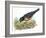 Birds: Passeriformes, American Robin (Turdus Migratorius) Catching Insects-null-Framed Giclee Print