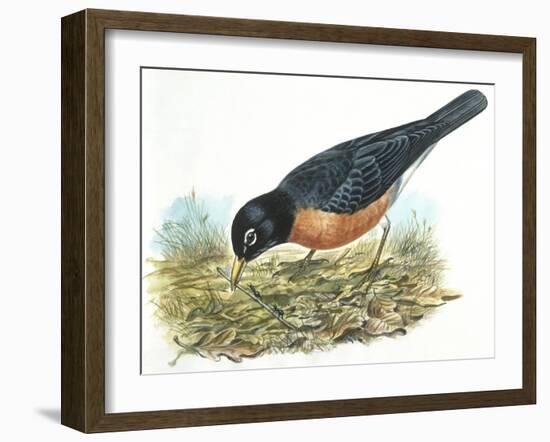 Birds: Passeriformes, American Robin (Turdus Migratorius) Catching Insects--Framed Giclee Print