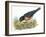 Birds: Passeriformes, American Robin (Turdus Migratorius) Catching Insects-null-Framed Giclee Print