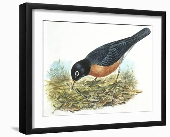Birds: Passeriformes, American Robin (Turdus Migratorius) Catching Insects-null-Framed Giclee Print