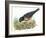 Birds: Passeriformes, American Robin (Turdus Migratorius) Catching Insects-null-Framed Giclee Print