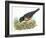 Birds: Passeriformes, American Robin (Turdus Migratorius) Catching Insects-null-Framed Giclee Print