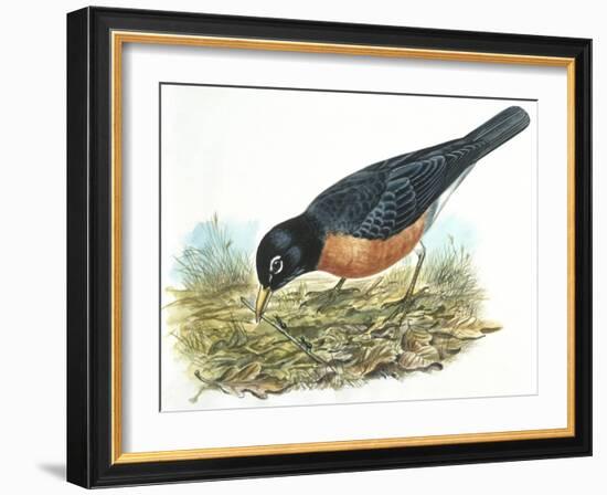 Birds: Passeriformes, American Robin (Turdus Migratorius) Catching Insects-null-Framed Giclee Print