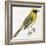 Birds: Passeriformes, Baya Weaver (Ploceus Philippinus)-null-Framed Giclee Print